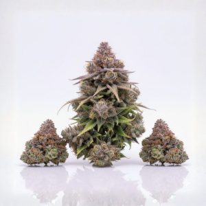 Georgia Peach Hydro Pack